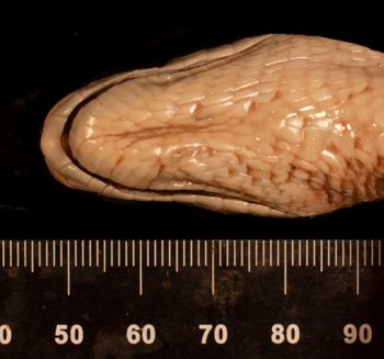Media type: image;   Herpetology R-9600